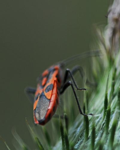 Corizus hyoscyami hyoscyami